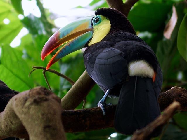toucan-im-regenwald