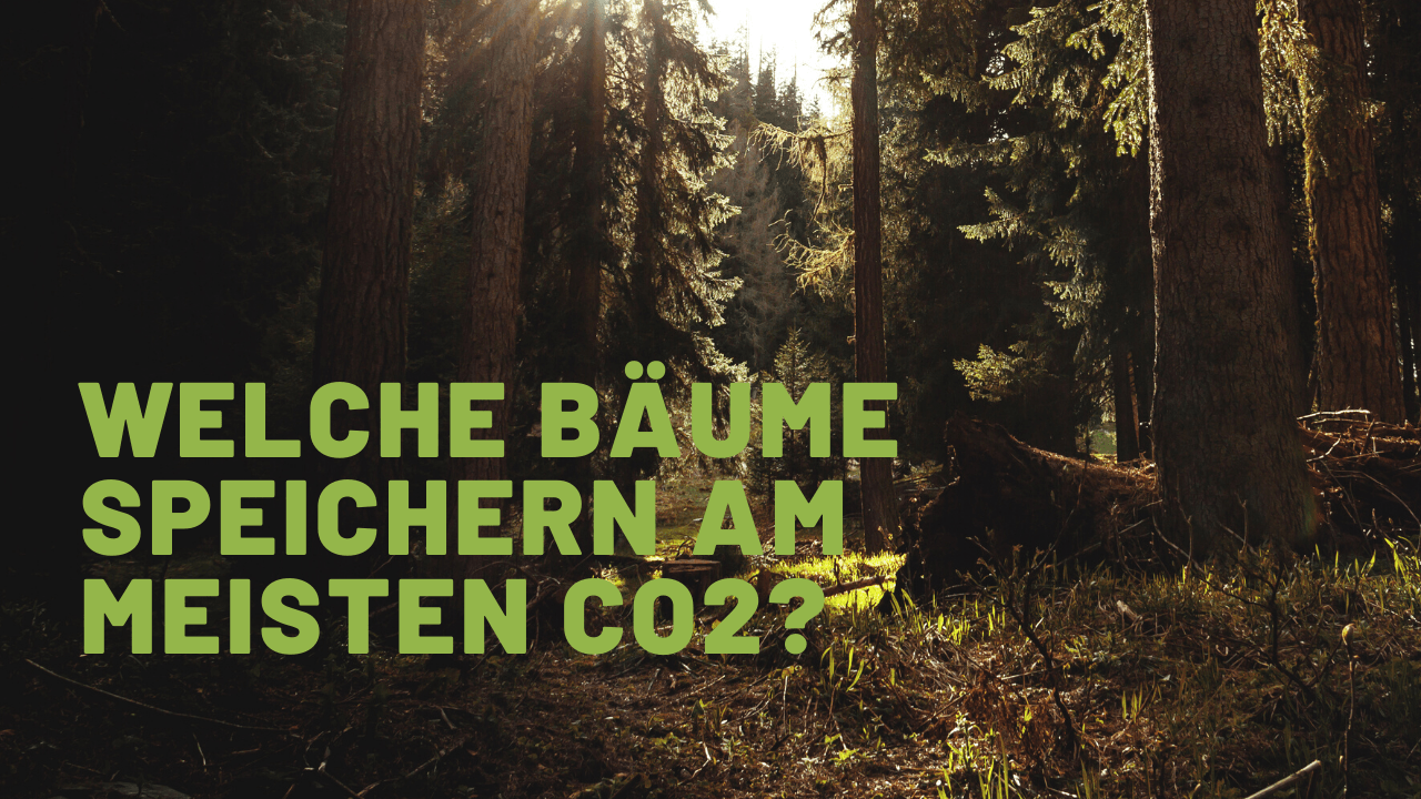 Welche Bäume speichern am meisten CO2?